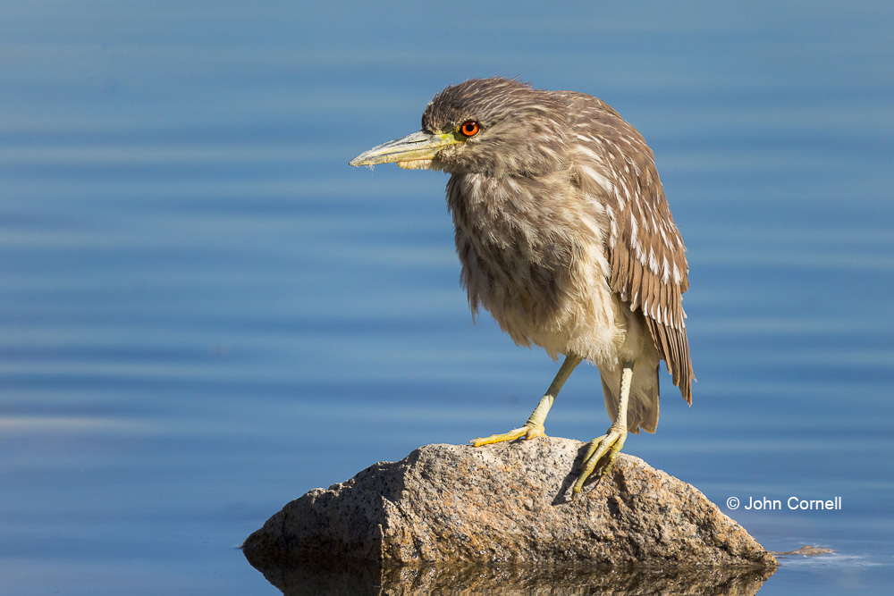 Black-crowned Night Heron;Heron;Nycticorax nycticorax;One;avifauna;bird;birds;color image;color photograph;feather;feathered;feathers;juvenile;natural;nature;outdoor;outdoors;wild;wilderness;wildlife;young bird
